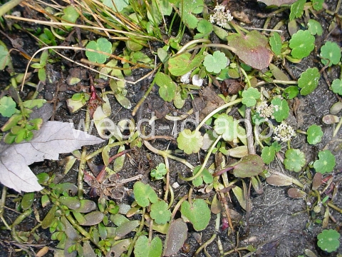 pennywort, whorled